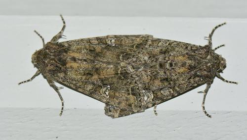 Réf. 181 179 : Mamestra brassicae